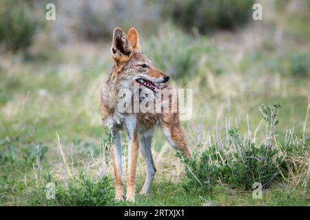 Schwarzer Jackal, Etosha-Nationalpark, Namibia Stockfoto