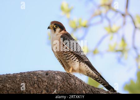 Rothalsfalke (Falco chicquera), Etosha-Nationalpark, Namibia Stockfoto