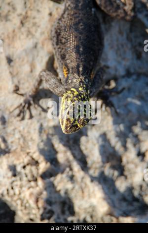 Weibliche Namib Rock Agama (Agama planiceps), Etosha National Park, Namibia Stockfoto