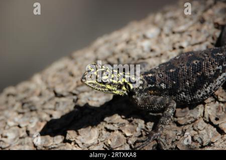 Weibliche Namib Rock Agama (Agama planiceps), Etosha National Park, Namibia Stockfoto