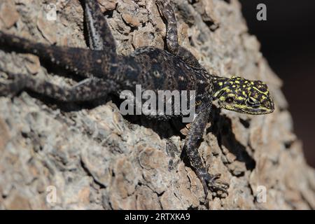 Weibliche Namib Rock Agama (Agama planiceps), Etosha National Park, Namibia Stockfoto