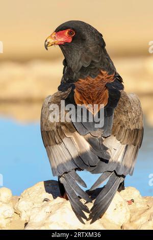 Erwachsener Bateleuradler (Terathopius ecaudatus), Kgalagadi Transfrontier Park, Kalahari, Südafrika Stockfoto