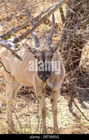 Eland Cow, Kruger National Park, Südafrika Stockfoto