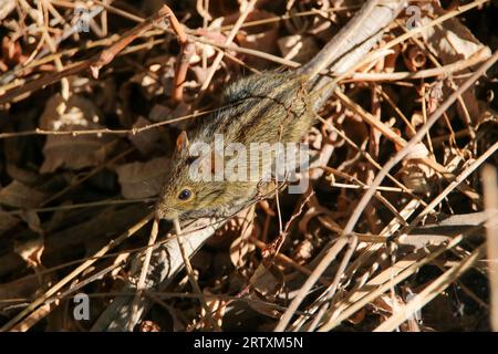 Vierstreifige Grass Mouse (Rhabdomys pumilio), Kruger National Park, Südafrika Stockfoto