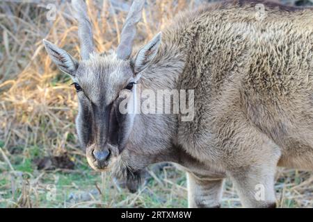 Eland Cow, Kruger National Park, Südafrika Stockfoto