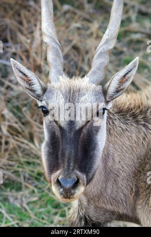 Eland Cow, Kruger National Park, Südafrika Stockfoto