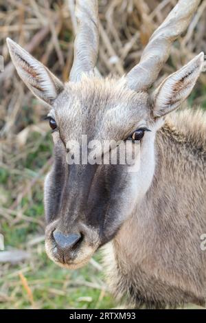 Eland Cow, Kruger National Park, Südafrika Stockfoto