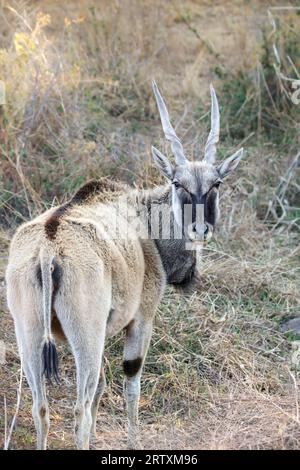 Eland Cow, Kruger National Park, Südafrika Stockfoto