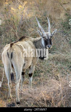 Eland Cow, Kruger National Park, Südafrika Stockfoto