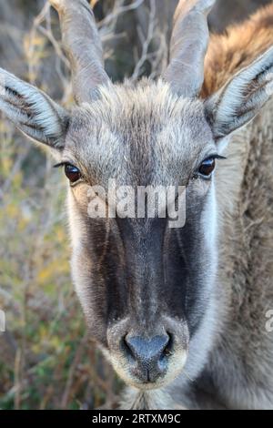 Eland Cow, Kruger National Park, Südafrika Stockfoto