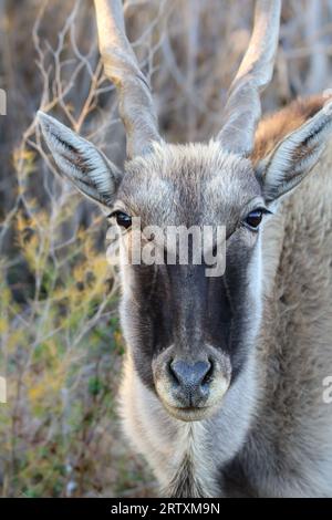 Eland Cow, Kruger National Park, Südafrika Stockfoto