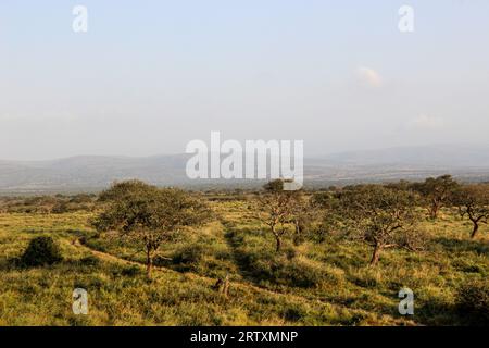 Die üppige Landschaft des Mkhuze oder Mkuze Game Reserve, Nord Zululand, KwaZulu-Natal, Südafrika Stockfoto