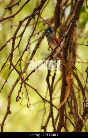 Männlicher Afrikanischer Paradies-Flieger, Kruger-Nationalpark, Südafrika Stockfoto