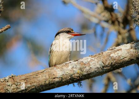 Gestreifter Eisvogel (Halcyon chelicuti), Kruger-Nationalpark, Südafrika Stockfoto