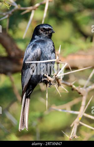 Südlicher Schwarzer Fliegenfänger (Melaenornis pammelaina), Mkhuze Game Reserve, Südafrika Stockfoto