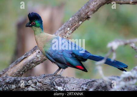 Turaco (Tauraco porphyreolopha), Mkhuze Game Reserve, Südafrika Stockfoto