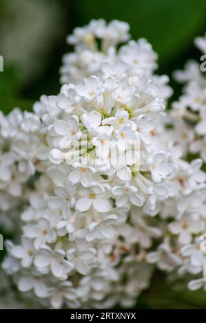 Weiße Fliederblüte (Syringa vulgaris) Stockfoto