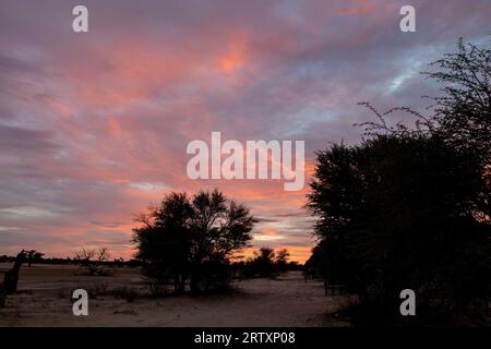 Sonnenuntergang und Baumsilhouette, Kgalagadi Transfrontier Park, Kalahari, Südafrika Stockfoto