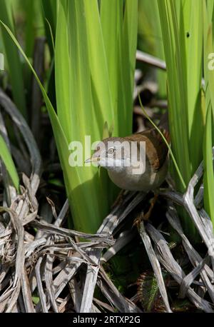 Gewöhnlicher Whitethroat (Sylvia communis) Erwachsener, der durch die Vegetation am Wasser kriecht Eccles-on-Sea, Norfolk, Vereinigtes Königreich. April Stockfoto