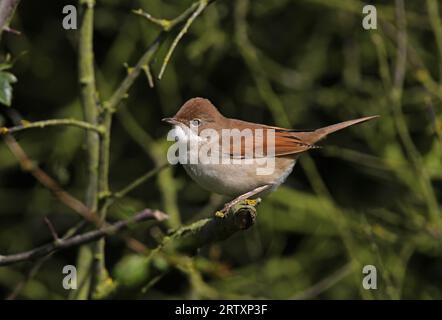 Gewöhnliche Weiße Kehle (Sylvia communis) unreif in Blackthorn Hedge Eccles-on-Sea, Norfolk, UK. September Stockfoto