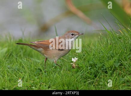 Common Whitethroat (Sylvia communis) unreif am Grasufer am Teich Eccles-on-Sea, Norfolk, Vereinigtes Königreich. August Stockfoto