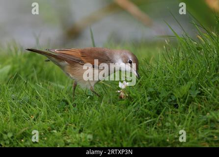 Common Whitethroat (Sylvia communis) unreif am Grasufer am Teich Eccles-on-Sea, Norfolk, Vereinigtes Königreich. August Stockfoto