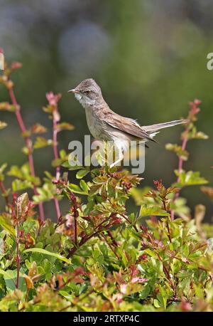 Gemeiner Weißdorn (Sylvia communis) männlich auf dem Weißdornbusch Eccles-on-Sea, Norfolk, UK. Mai Stockfoto