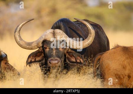 African oder Cape Buffalo Bull, Kruger National Park, Südafrika Stockfoto