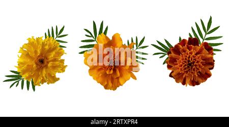 Sammlung von Ringelblumen mit isoliertem Blatt auf weißem Hintergrund. Marigold Blumen Kopf für Design. Stockfoto