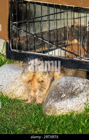 Murmeltier schaut in Südtirol in die Kamera Stockfoto