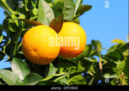 Zwei große orangene Oreagenzien auf dem Baum und grüne Blätter Stockfoto