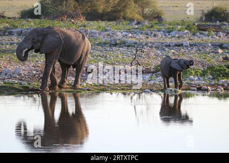 Afrikanischer Elefant und Kalb im Okaukuejo Waterhole, Etosha National Park, Namibia Stockfoto