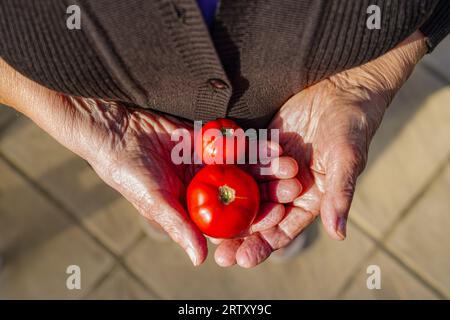 Eine unerkennbare, reife Farmerin, die eine Öko-Tomate hält. Luftaufnahme Stockfoto