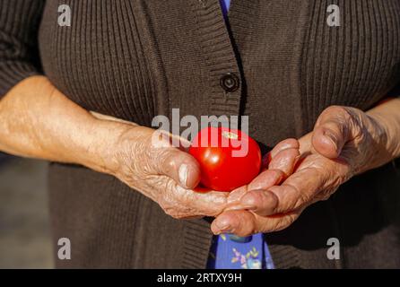 Eine unerkennbare, reife Farmerin, die eine Öko-Tomate hält Stockfoto