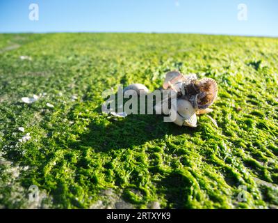 Leere Muschelschalen auf einem Gebiet angelandeter Algen im Hafen von Carolinensiel, Deutschland, vor blauem Himmel. Stockfoto