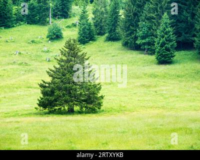 Einzelnes Nadelbaum auf einer grünen Weide vor dem Bergrand des Waldes in Bayern im Sommer Stockfoto