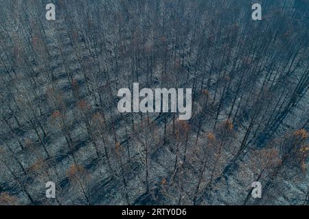 Kiefernwald durch Waldbrand verwüstet, Drone View Stockfoto