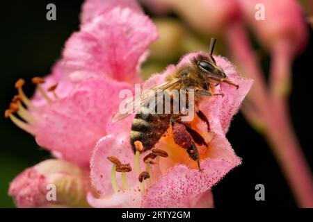 Biene mit rotem Pollenkorb auf der rosa Blume einer roten Rosskastanie Stockfoto