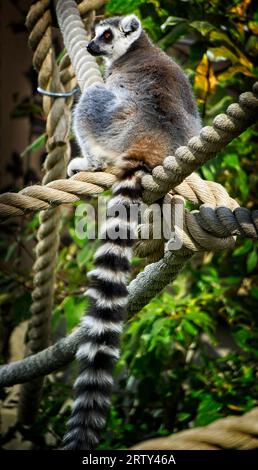 Ring Tailed Lemur Calgary Zoo Alberta Stockfoto