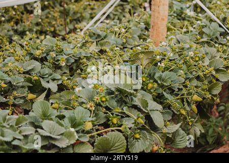 Blick auf den Anbau von grünen Erdbeeren Stockfoto