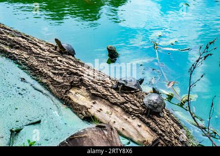 Mehrere Flussschildkröten sitzen auf einem Baum und sonnen sich Stockfoto