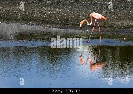 Tampa, Vereinigte Staaten Von Amerika. September 2023. Tampa, Vereinigte Staaten von Amerika. 13. September 2023. Ein wilder rosa Flamingo sucht nach Nahrung in einer Lagune auf der MacDill Air Force Base, 13. September 2023 in Tampa, Florida. Eine Herde tropischer Vögel wurde Ende August durch den Hurrikan Idalia aus Kuba eingeblasen. AFC Sterling Sutton/US Air Force Photo/Alamy Live News Stockfoto