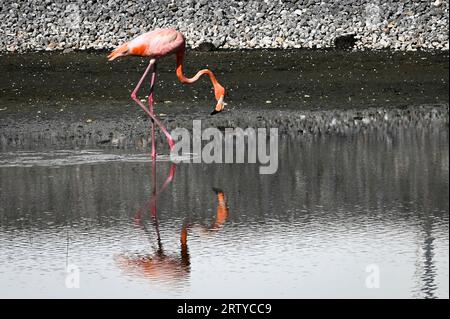 Tampa, Vereinigte Staaten Von Amerika. September 2023. Tampa, Vereinigte Staaten von Amerika. 13. September 2023. Ein wilder rosa Flamingo sucht nach Nahrung in einer Lagune auf der MacDill Air Force Base, 13. September 2023 in Tampa, Florida. Eine Herde tropischer Vögel wurde Ende August durch den Hurrikan Idalia aus Kuba eingeblasen. AFC Sterling Sutton/US Air Force Photo/Alamy Live News Stockfoto