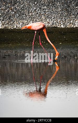 Tampa, Vereinigte Staaten Von Amerika. September 2023. Tampa, Vereinigte Staaten von Amerika. 13. September 2023. Ein wilder rosa Flamingo sucht nach Nahrung in einer Lagune auf der MacDill Air Force Base, 13. September 2023 in Tampa, Florida. Eine Herde tropischer Vögel wurde Ende August durch den Hurrikan Idalia aus Kuba eingeblasen. AFC Sterling Sutton/US Air Force Photo/Alamy Live News Stockfoto