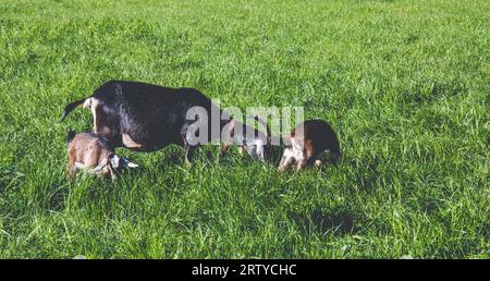 Ziegenweibchen weiden mit ihren Nachkommen auf Weide Stockfoto