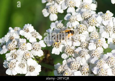 Männliche europäische Drohnenfliege (Eristalis arbustorum), Familie der Syrphidae auf weißen Blüten der Schafgarbe (Achillea millefolium), Familie der Asteraceae. Stockfoto