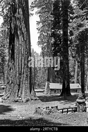 Yosemite National Park, Kalifornien um 1935. Der Mariposa Grove of Sequoia Trees mit Galen Clarks Hütte aus dem Jahr 1861 liegt inmitten der Bäume. Clark war der erste Wächter von Yosemite und den großen Bäumen und der erste weiße Mann, der sie entdeckte. Stockfoto