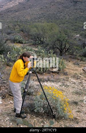 Vogelbeobachtung im Saguaro National Park-Rincon Mountain District, Arizona Stockfoto