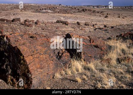 Versteinerte Holzstämme entlang Des Long Logs Trail, Petrified Forest National Park, Arizona Stockfoto