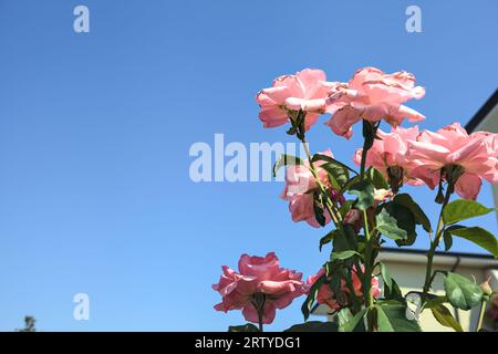 Zweig blühender rosa Rosen mit klarem blauem Himmel als Hintergrund Stockfoto